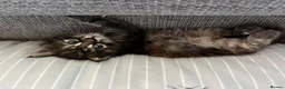 Maine Coon cats for sale: 5 Beautiful half Maine coon kittens  in Aldershot - Advert 23