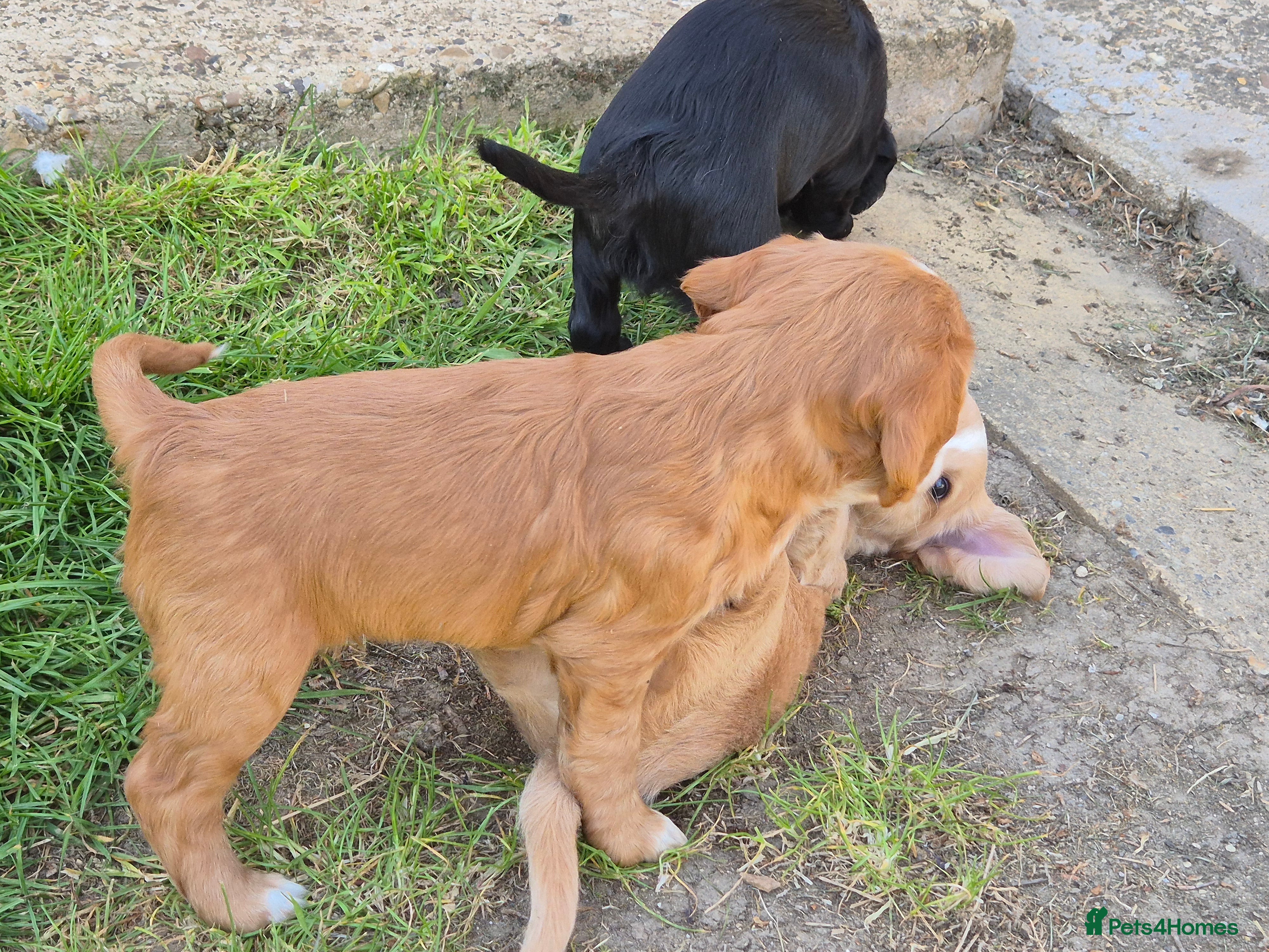 Cocker Spaniel dogs for sale: 1 beautiful black & white boy left kc registered  - Advert 36