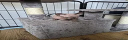 Sphynx cats for sale: Canadian sphynx kittens looking for home in Oldbury - Advert 5