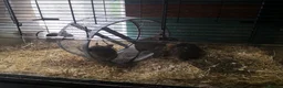 Degus rodents for sale: Young degus blue and brown boys and girls - Advert 9