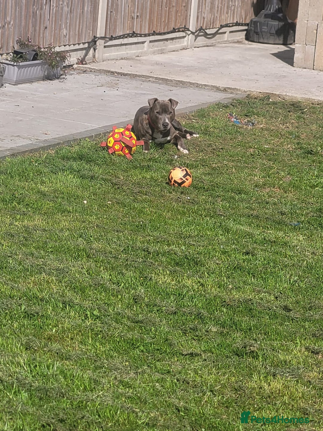 Staffordshire Bull Terrier dogs for sale: Staffy blue/brown for sale  1yr and 4mths - Advert 6