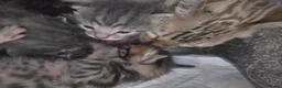Bengal cats for sale: Bengal mix kittens - Advert 12
