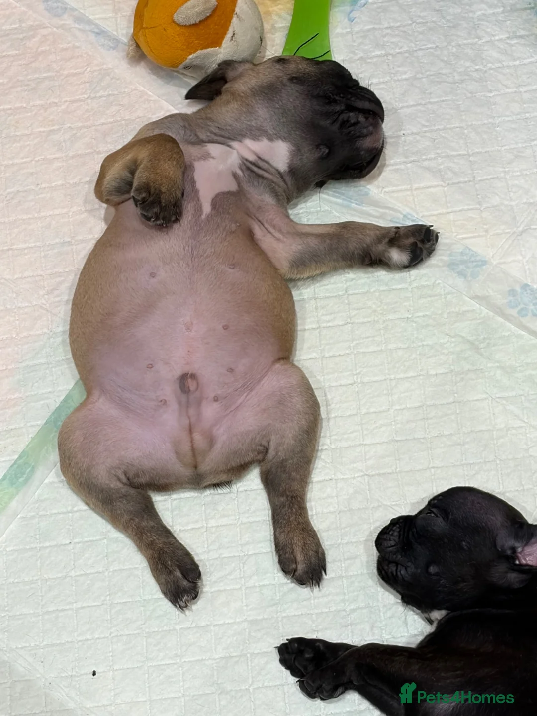 French Bulldog dogs for sale: French bulldog  in Great Yarmouth - Advert 11