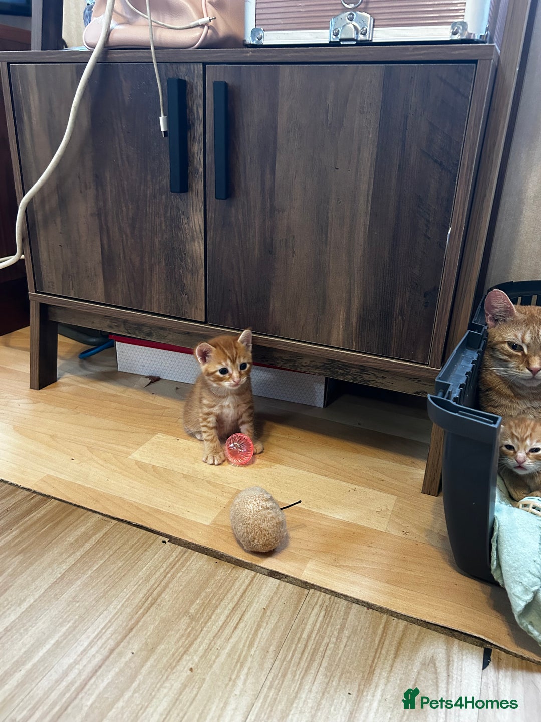 Ragdoll cats for sale: Ragdoll mixed tabby Ginger kittens - Image 10