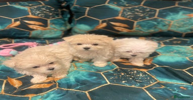 Maltese dogs 🎄✨🎅 Xmas Special – Korean Maltese Puppies 🎁🐾 - Advert 8