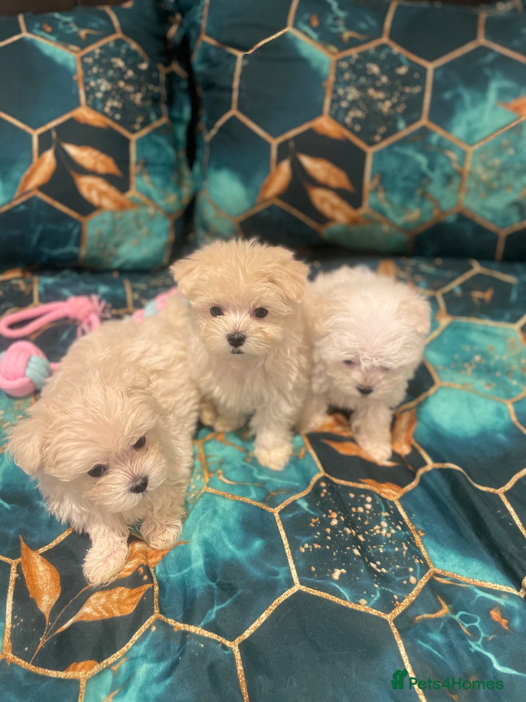 Maltese dogs for sale: 🌟 Premium  ** , 100% Korean Maltese Puppies🌟 - Advert 2