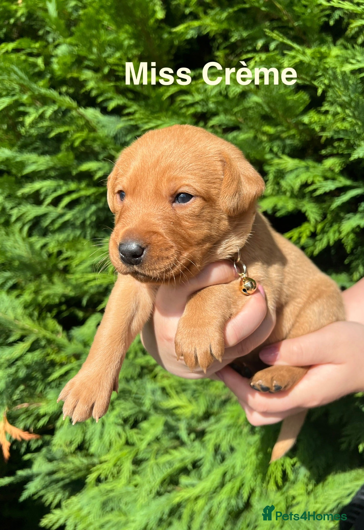 Labrador Retriever dogs GORGEOUS FOX RED LABRADOR FAMILY - Advert 2