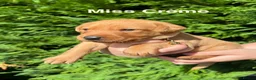 Labrador Retriever dogs for sale: GORGEOUS FOX RED LABRADOR FAMILY - Advert 2