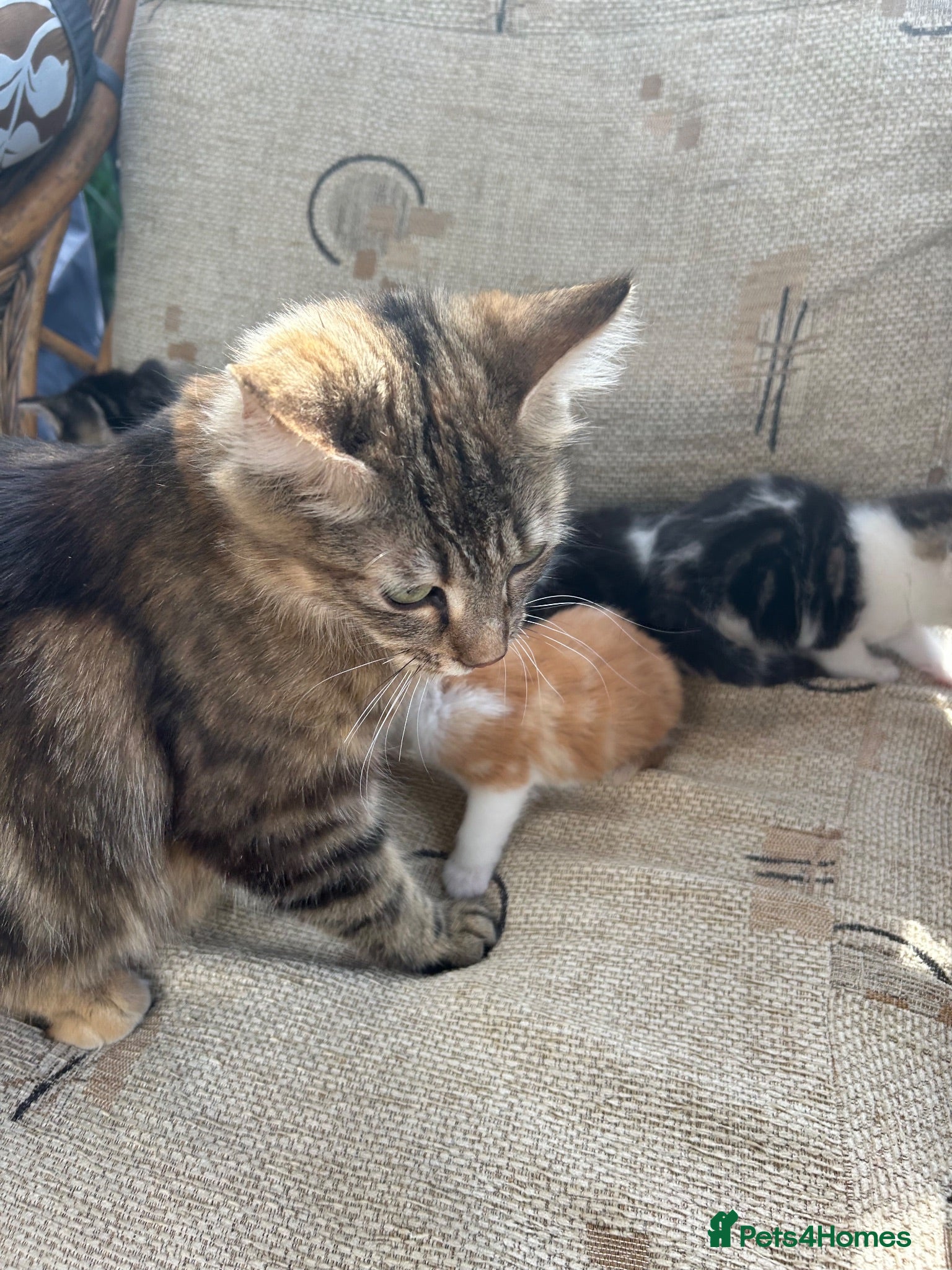 Mixed Breed cats Kittens - Advert 13