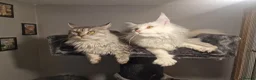 Maine Coon cats for sale: Pedigree mainecoon kittens  - Advert 4