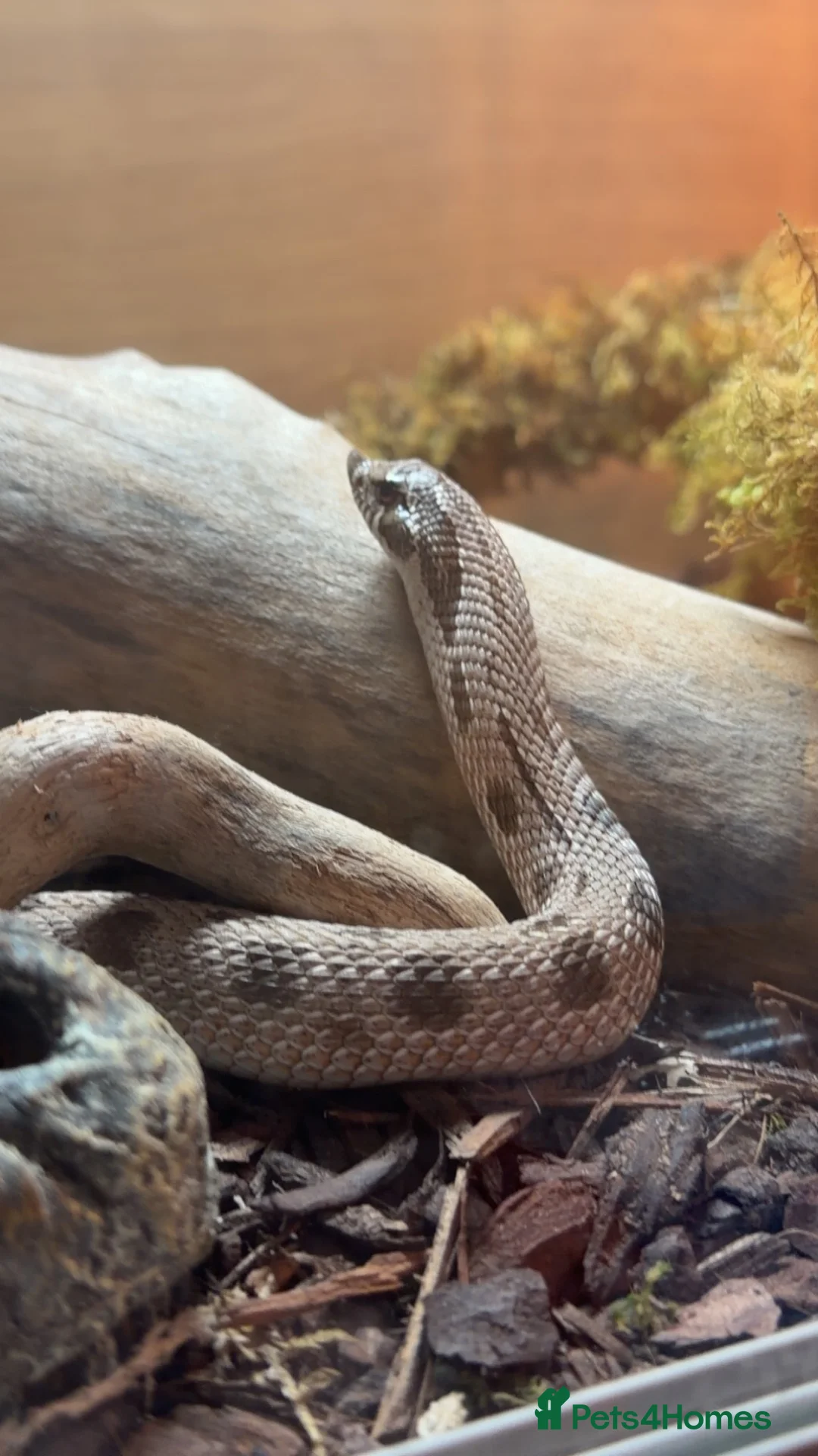 Snake reptiles for sale: Male Western Hognose – Conda 100% Het Albino 🐍 - Advert 2
