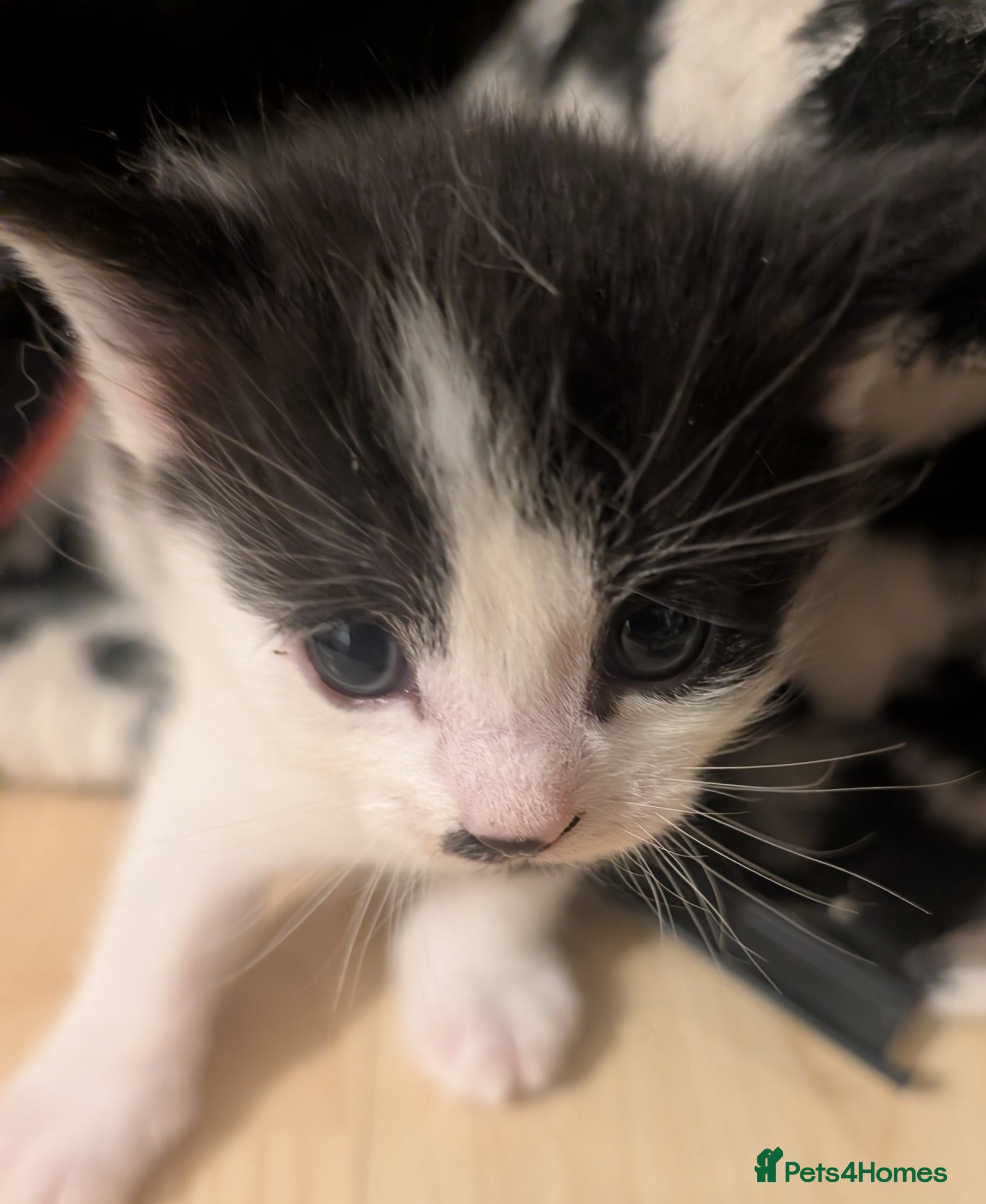 Domestic Shorthair cats for sale: 🖤 LAST KITTEN REMAINING – Midnight 🖤 - Advert 24