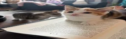 Domestic Shorthair cats for sale: 2 kittens looking for forever home! - Advert 7
