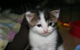 Domestic Shorthair cats for sale: Beautiful kittens ready 11th Sept - Image 3