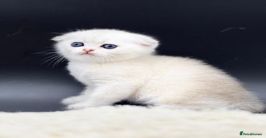 Scottish Fold cats - Advert 11