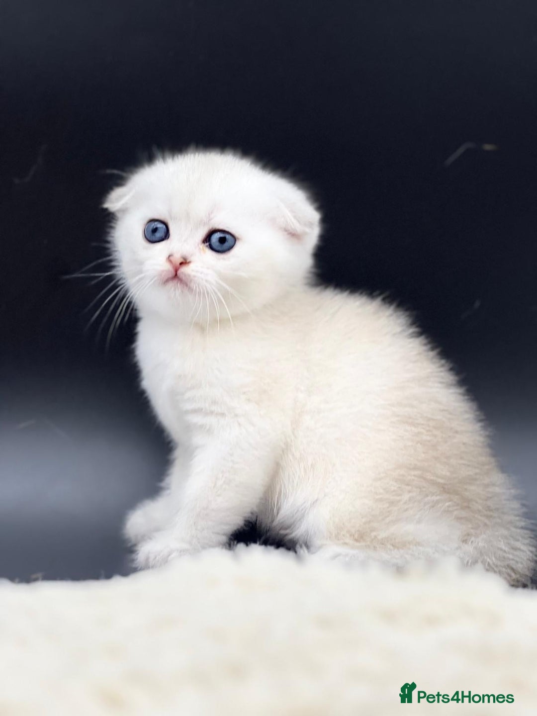 Scottish Fold cats for sale: Beautiful Blue-Eyes Scottish Girl Kittens - Image 2