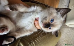 Ragdoll cats for sale: Three Ragdoll kittens - Image 10