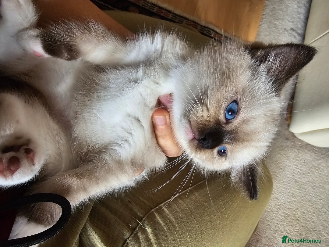 Ragdoll cats for sale: Three Ragdoll kittens - Image 10