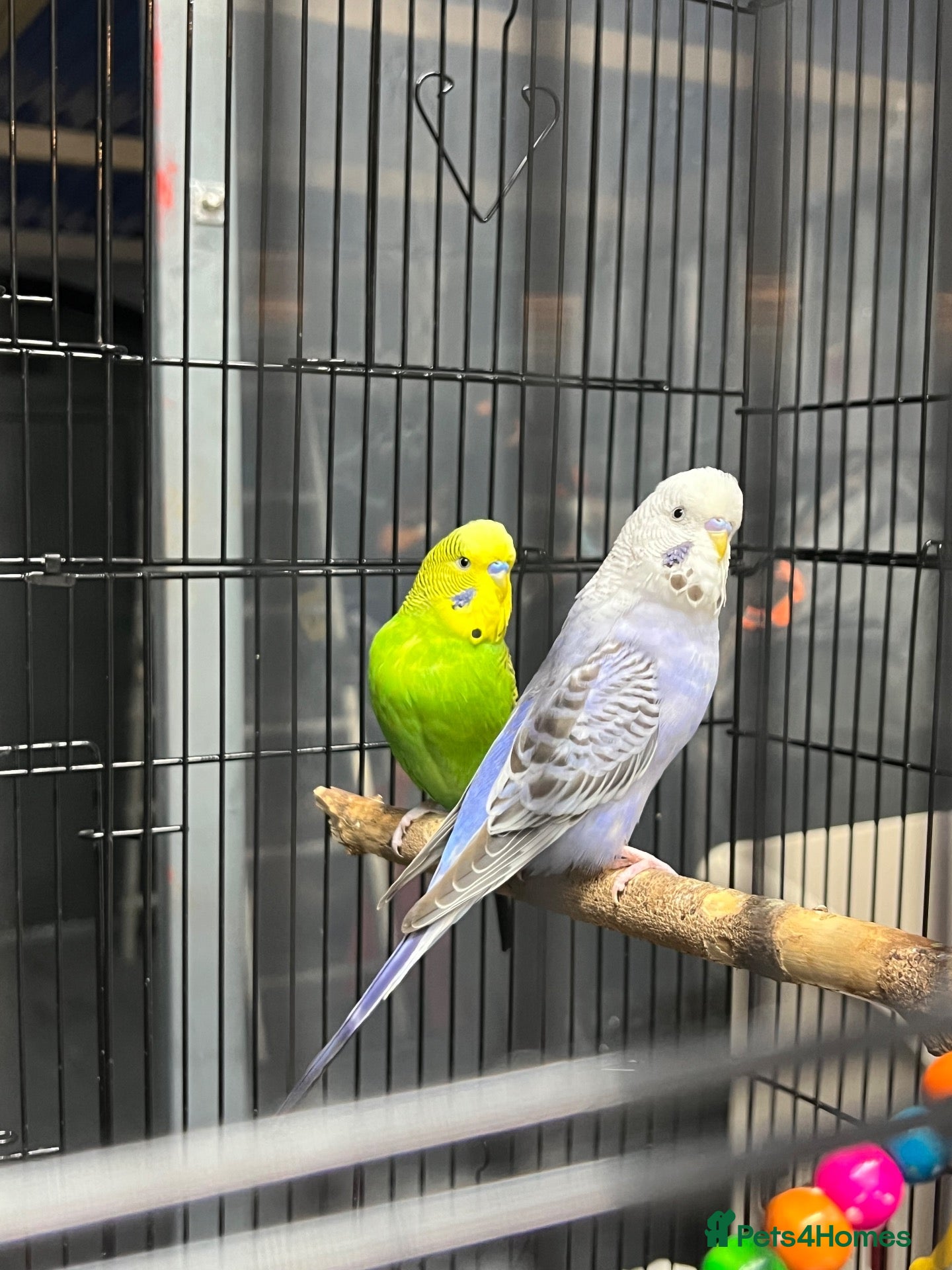 Budgerigars birds for sale: 2male Budgerigar  - Advert 1