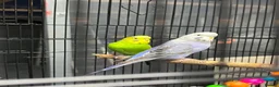 Budgerigars birds for sale: 2male Budgerigar  in Saint Helens - Advert 1