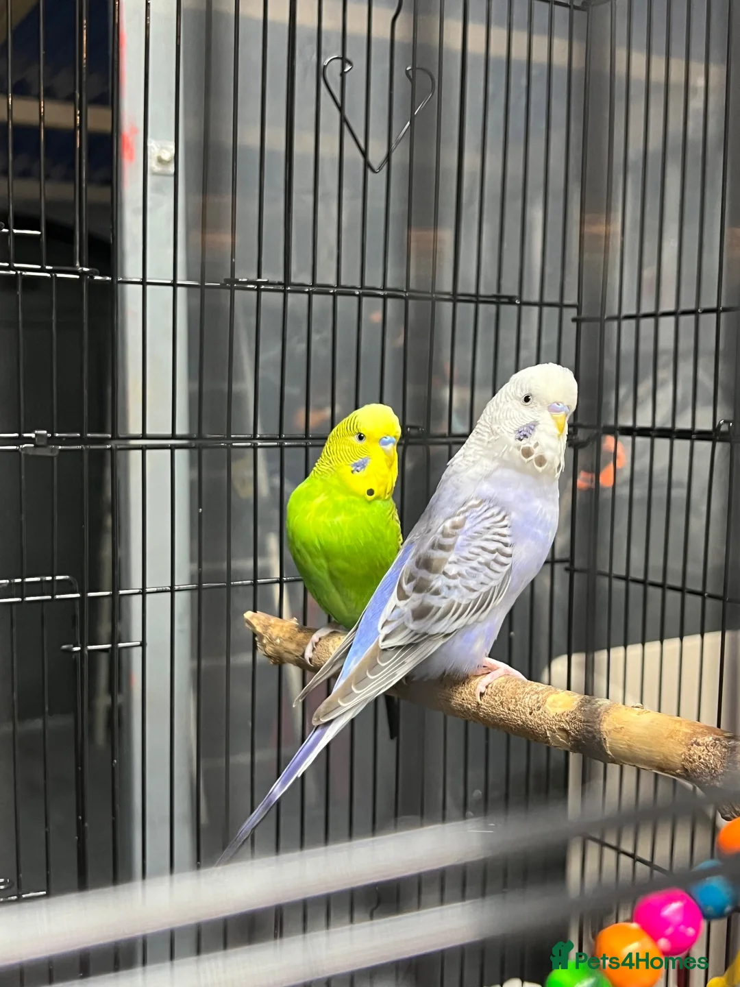 Budgerigars birds for sale: 2male Budgerigar  in Saint Helens - Advert 1
