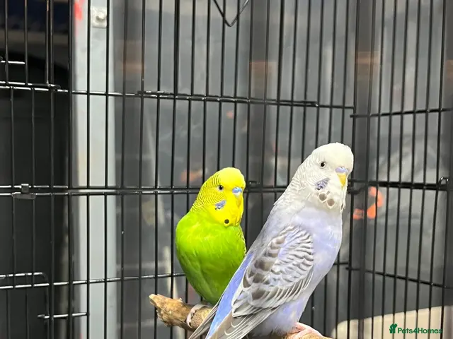 Budgerigars birds for sale: 2male Budgerigar - Advert 1