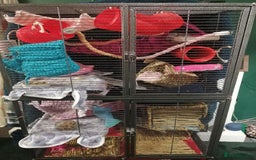 Rat rodents for sale: 4 hairless female rats  - Advert 4