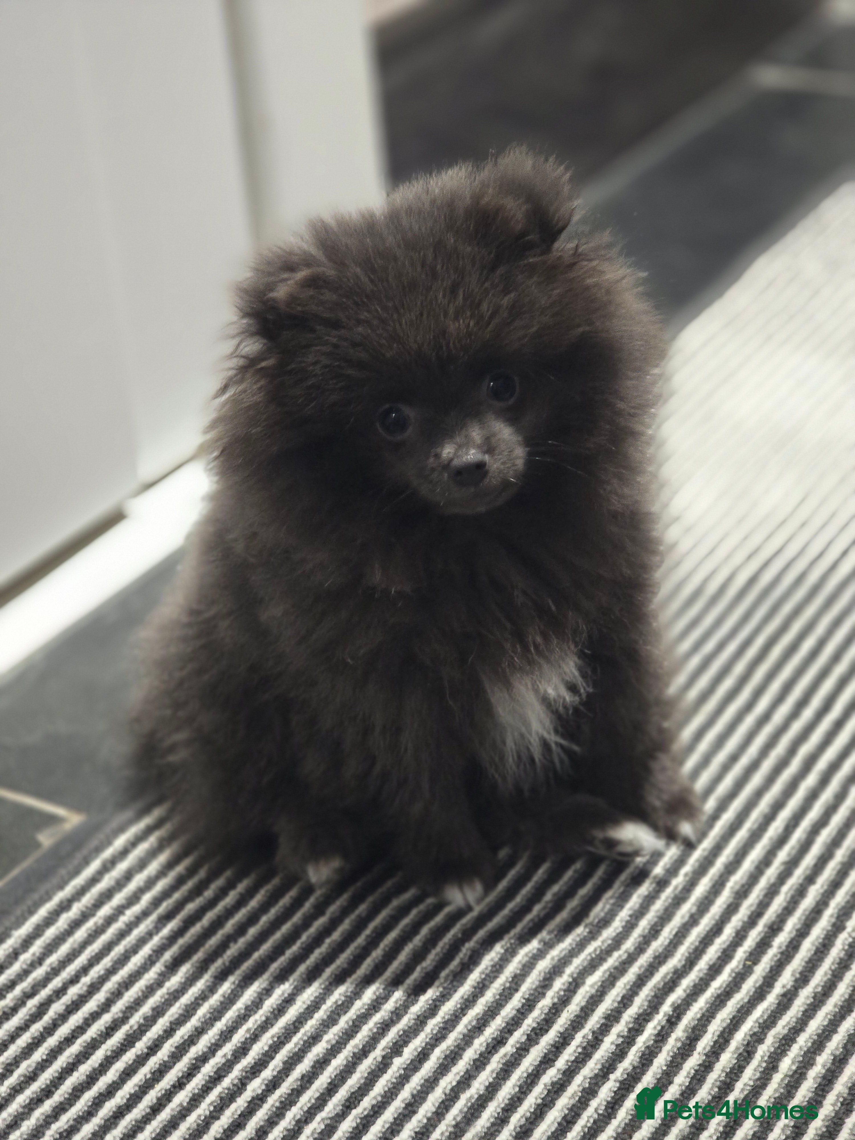 Pomeranian dogs Blue Pomeranian puppy - Advert 8