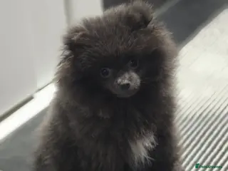 Pomeranian dogs Blue Pomeranian puppy - Advert 8