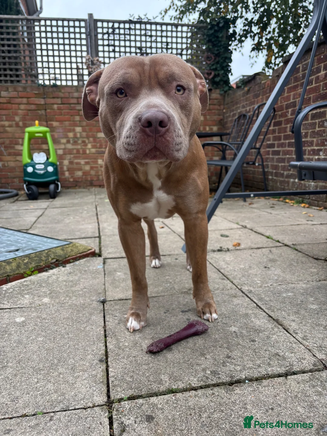 Mixed Breed dogs for sale: Staff cross re homing  - Advert 1