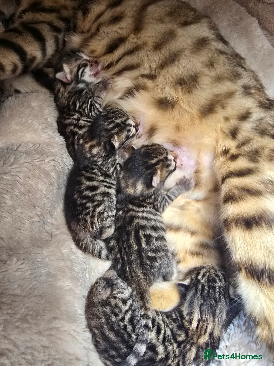 Mixed Breed cats for sale: Bengal mum - Advert 1