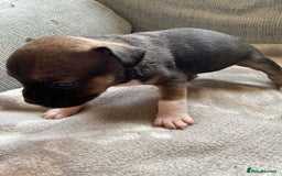 Mixed Breed dogs for sale: French bulldog x Staffordshire bull terrier - Image 5