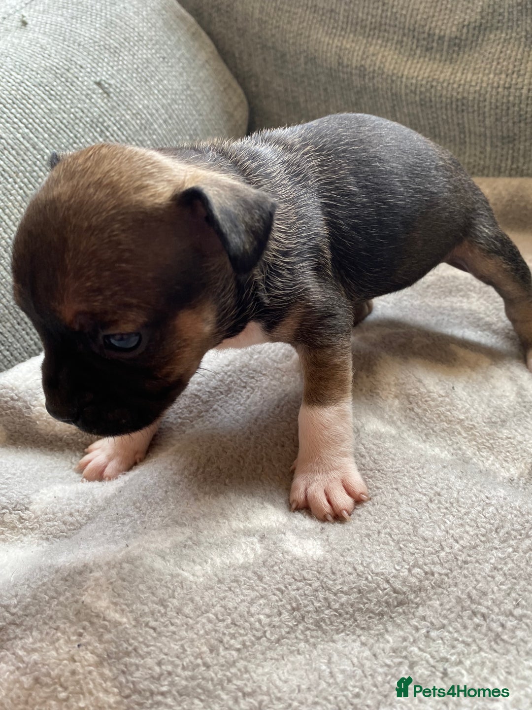 Mixed Breed dogs for sale: French bulldog x Staffordshire bull terrier - Image 5