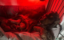 Cocker Spaniel dogs for sale: Show cocker spaniel pups ready 4th November  - Image 32