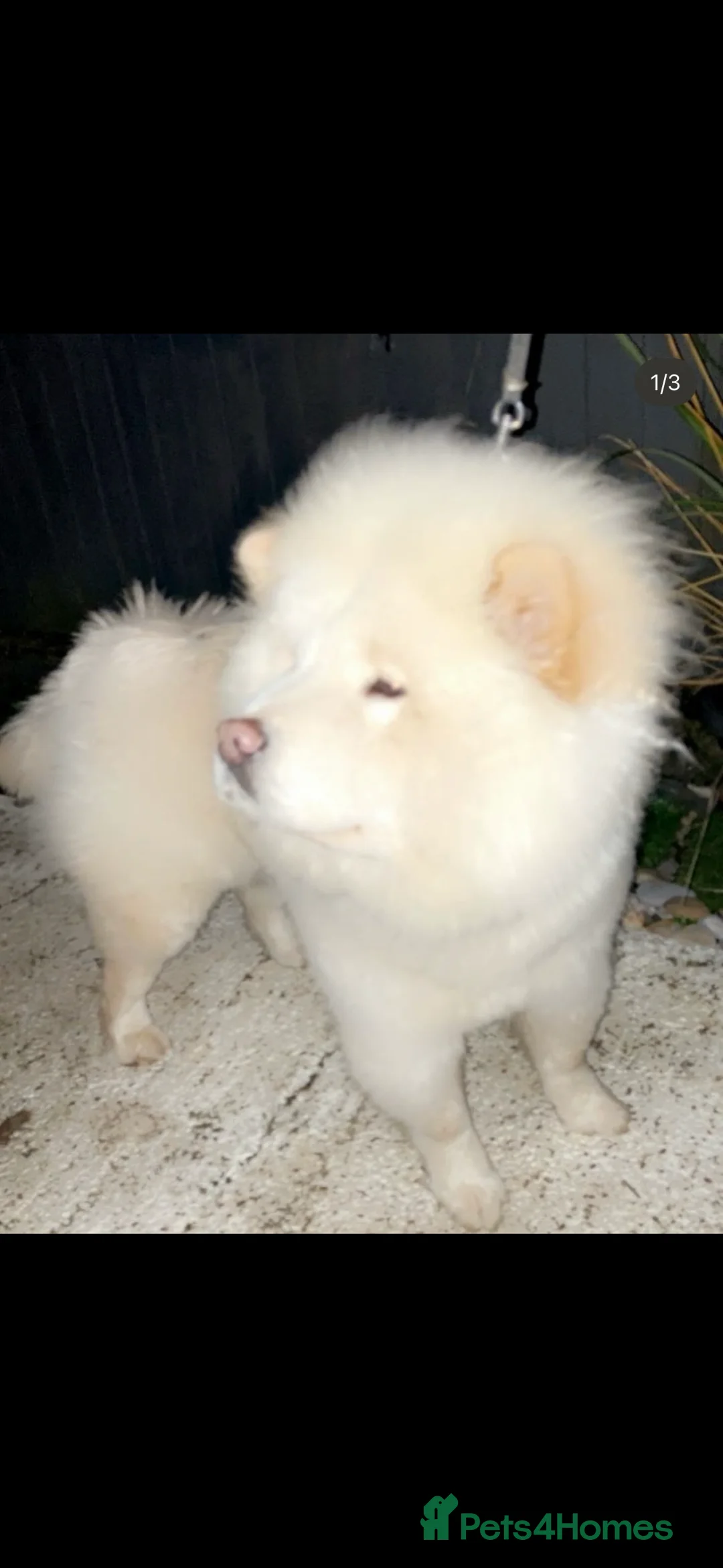 Chow Chow dogs for sale: Chow chow cream girl  - Advert 1