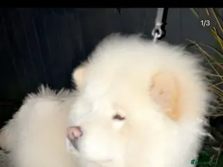 Chow Chow dogs Chow chow cream girl - Advert 2