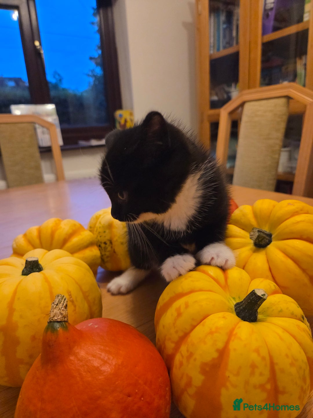 Persian cats for sale: LAST AVAILABLE Kitten Persian cross - Image 4