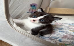 Ragdoll cats for sale: 2 kittens available 1 female, 1 male  - Image 22