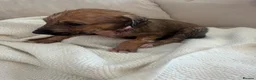 Mixed Breed dogs for sale: Bull hound puppies in London - Advert 25