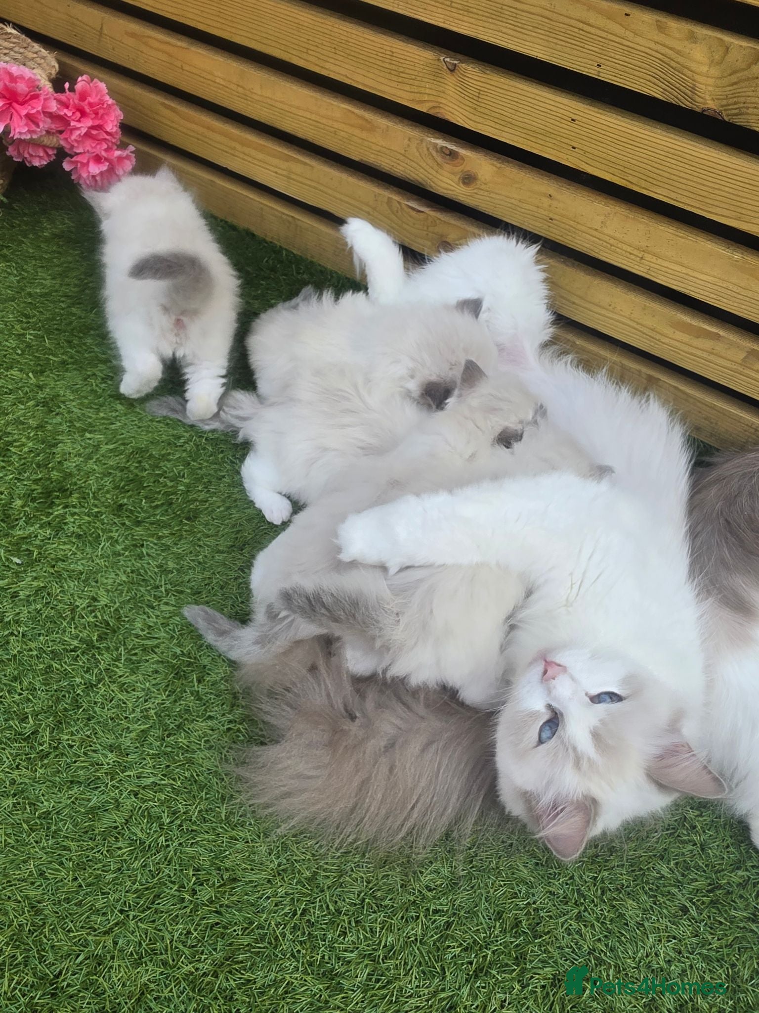Ragdoll cats 💫Stunning Ragdoll Kittens 💫 - Advert 1