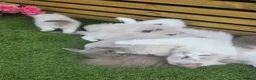 Ragdoll cats for sale: 💫Stunning Ragdoll Kittens 💫 - Advert 1