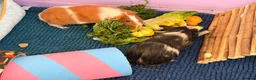Guinea Pig rodents for sale: Bonded female guinea pigs for sale with cage - Advert 6