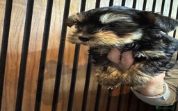 Yorkshire Terrier dogs for sale: Pedigree Yorkshire Terrier boy for sale - Image 4
