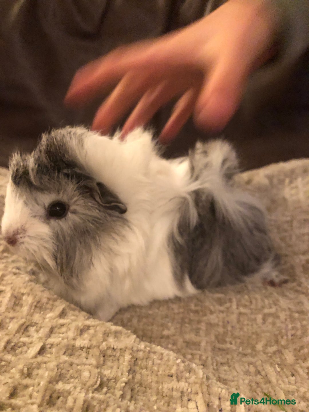 Guinea Pig rodents for sale: Gorgeous girl Guineapig baby - Image 4