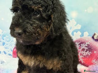 Bernedoodle dogs Fully vaccinated Miniature Bernedoodles - Advert 2