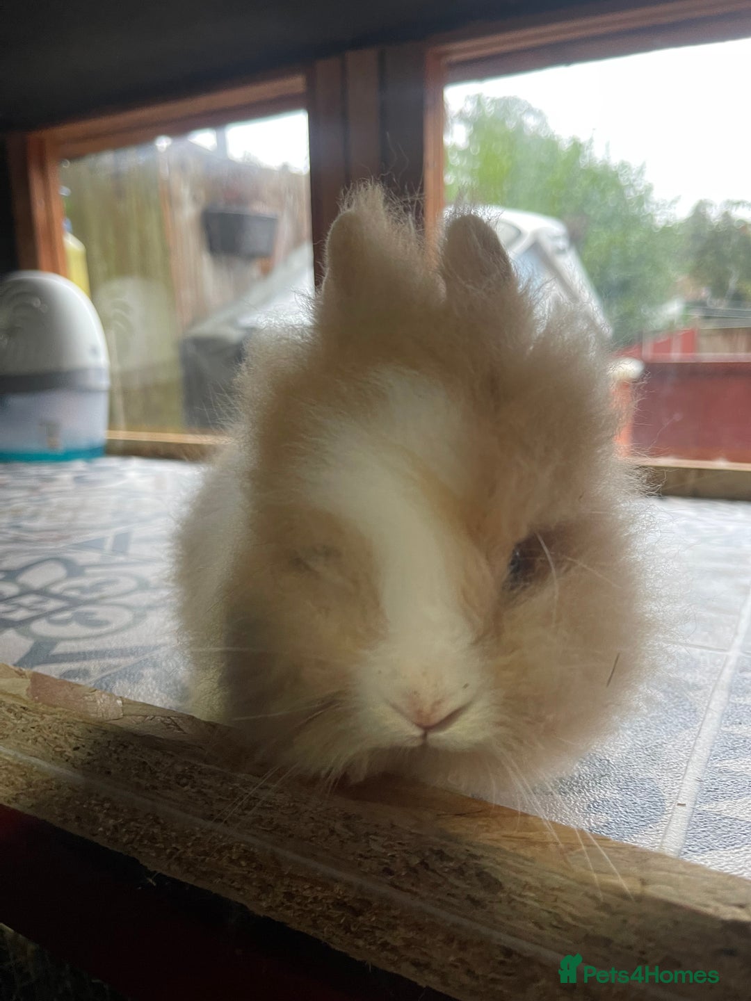 Lionhead rabbits for sale: Baby Lionhead Male Looking For New Home - Image 20