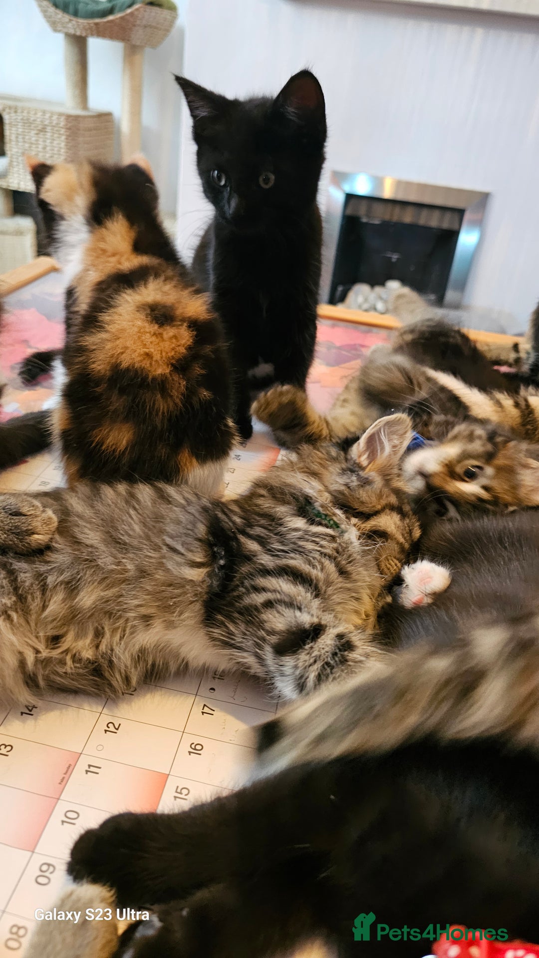 Mixed Breed cats for sale: Few lovely kittens ready for new lovely homes ! - Image 10