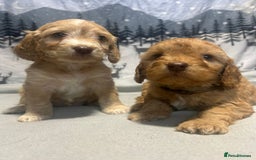 Cockapoo dogs for sale: Cockapoo puppies Rainbow litter  - Advert 7