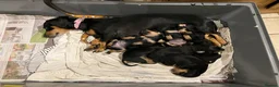 Dachshund dogs for sale: Mrs Mumford in Chichester - Advert 2