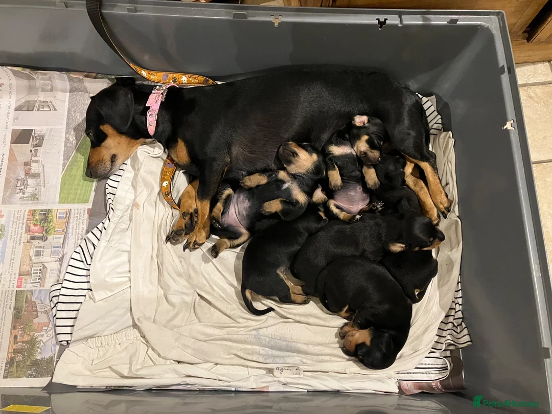 Dachshund dogs for sale: Mrs Mumford in Chichester - Advert 2